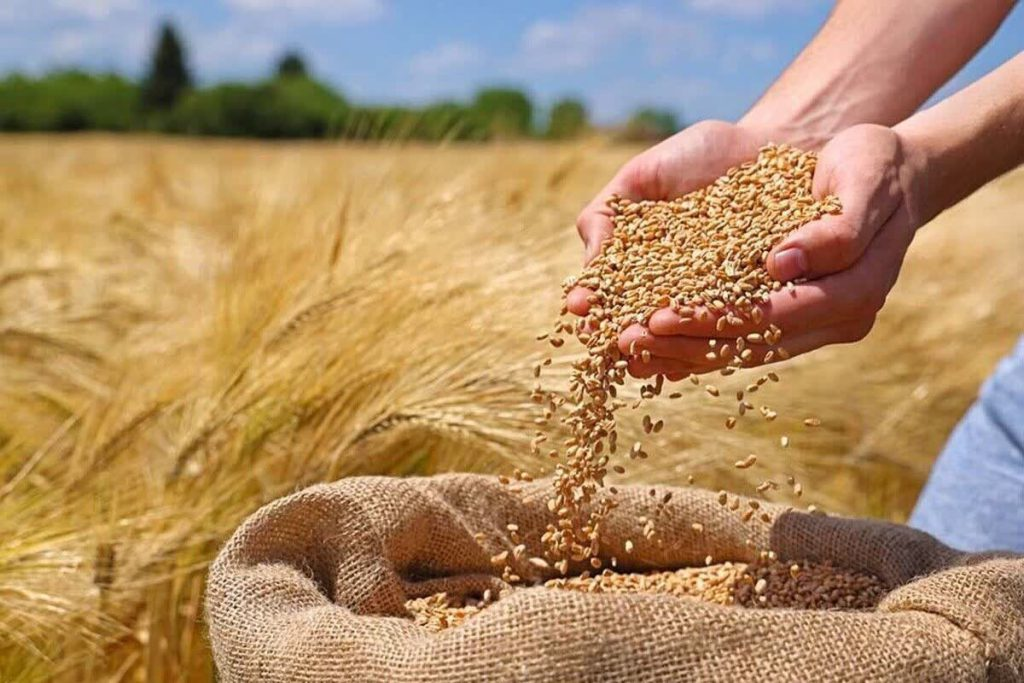 آغاز خرید تضمینی گندم در لرستان