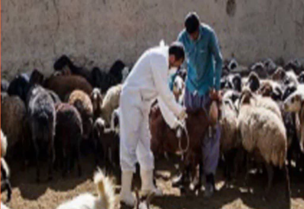 آغاز عملیات واکسیناسیون رایگان یک میلیون رأس دام عشایر لرستان